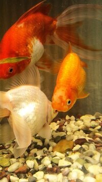 金魚の色についてです 写真の真ん中の小さいらんちゅうの頭の部分が色落ちして Yahoo 知恵袋