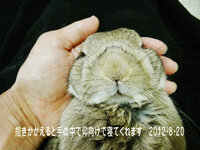 オーツヘイを主食にされている方にお尋ねします 兎についての諸説 Yahoo 知恵袋