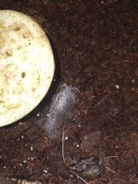 鈴虫数日から鈴虫の土に白い綿あめのような物が出現します これは何でし Yahoo 知恵袋