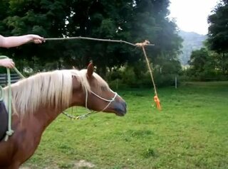 馬の目の前にニンジンを吊るせば本当に馬は限りなく走るのでしょうか 画像の Yahoo 知恵袋