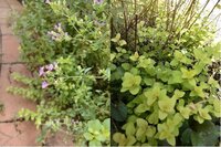 積雪地 北海道 でのラムズイヤー育て方 我が家の庭に昨年ラムズイヤーを植えまし Yahoo 知恵袋