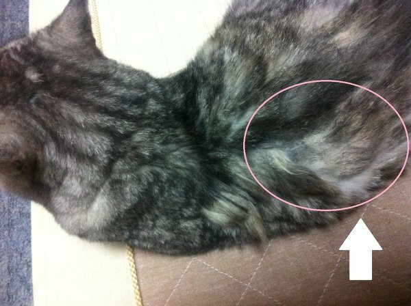 猫の背中に毛玉ができて数カ所固まっています 病院でカットしてもらった Yahoo 知恵袋