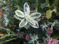 花の名前を教えて 葉っぱが１２センチづらいで緑で白いフチがあり 花は３センチの Yahoo 知恵袋