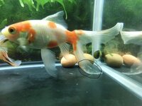 金魚が水槽から飛び出て死んでしまいました 飛び出して逃げようとするほど水槽が Yahoo 知恵袋