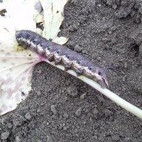 さつまいもの害虫について さつまいもを育てていますが 葉を食べる幼虫らしき Yahoo 知恵袋