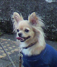 チワワを飼うと喘息が治ると言うのは本当でしょうか もし本当な Yahoo 知恵袋