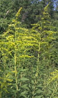 この植物の名前を教えてください これはブタクサでしょうか いろ Yahoo 知恵袋