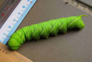 ナスの畝に緑の大きな芋虫 この芋虫がナスの葉を柄から切ったのか 台風で葉が落 Yahoo 知恵袋