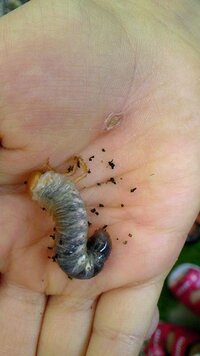 この昆虫について教えて下さい ハナムグリの幼虫だとは思うのですが 絵 Yahoo 知恵袋