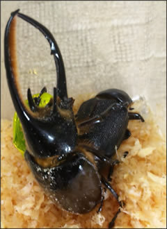 緊急）ネプチューンオオカブトの飼育について質問です。 - ↓僕は前 