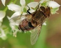 苗字に蝿とか虻とか虫の名前が入ってるのは何故なんでしょう あまり虫の名前を Yahoo 知恵袋