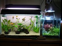 水草水槽を増やしたいけど場所がない 同じ境遇の皆さんはどうしてますか 私 Yahoo 知恵袋