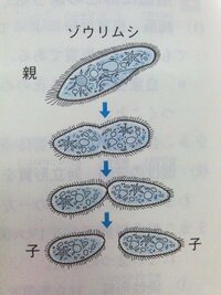 中三理科 生物のふえ方の分野です お礼50枚あげます 問題 図で Yahoo 知恵袋