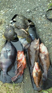 先日三浦半島にて魚突きをしてきたのですが ホウセキハタ下の魚はキジハ Yahoo 知恵袋