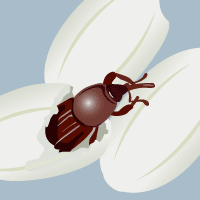 こういうイラストを見つけましたが まさか米の中から虫が出てくるなんてね まさか Yahoo 知恵袋