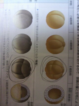 Yahoo!知恵袋生物の卵割の様式についてなんですが、画像で示した(丸うってる)ところのちがいがわからないです。ちなみに画像の上が等黄卵(全割等割)で、下