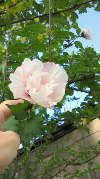 今日 公園でバラみたいな薄いピンクの花が咲いた木を見つけました 柔らかく フワ Yahoo 知恵袋