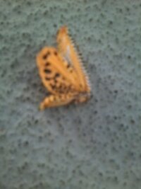 初めて見た蛾 今日 10 8 道路上で息絶えていた蛾 です 体長3cmく Yahoo 知恵袋