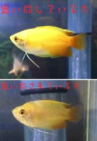 純淡水のミドリフグを飼おうと思っているのですが このミドリフ Yahoo 知恵袋