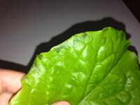 焼肉で サンチュの代わりにレタスで代用ができますか 焼肉で サンチュの Yahoo 知恵袋