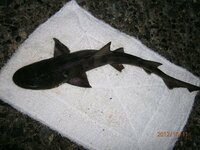 このサメ だと思いますが のなんという名前のサメでしょうか 東京湾の Yahoo 知恵袋