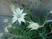 白い花びらの先が緑色の初めて見る花です 名前を教えてください 宜しくお願いしま Yahoo 知恵袋