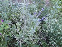1m位のオリーブの木を昨年 地植えしました 3本並べて植えたのですが 間 Yahoo 知恵袋