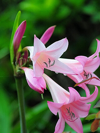 この花の名前教えてください 今日撮影 こちら徳島 一見インドハマユウに似てます Yahoo 知恵袋