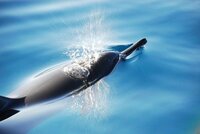 イルカの呼吸方法について イルカがクジラと同じように呼吸をしていると水しぶ Yahoo 知恵袋