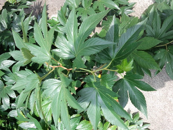 裏庭のヤツデに似た雑草！裏庭に身の丈1～2mになる雑草