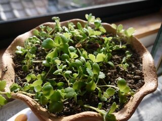 子宝草 マザーリーフ この時期 植え替えしてよいものでしょうか Yahoo 知恵袋