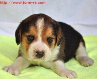 マルチーズて小さい犬なのでしょうか うちの子が大きくならないので不安です 他 Yahoo 知恵袋