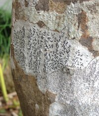 庭のカエデ モミジ の幹が写真のような状態です 病名 対策ご存知の方教えてくだ Yahoo 知恵袋