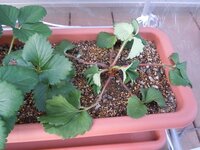 イチゴが萎れてきましたが このままでも春には新芽が出るでしょうか 写真の Yahoo 知恵袋