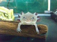 ウーパールーパーの産卵について 会社でウーパールーパーを飼ってい Yahoo 知恵袋