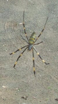 蜘蛛はどうやって巣を作るのでしょうか 最初が不思議です お尻から糸を出しな Yahoo 知恵袋