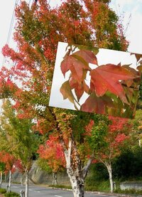 木の名前教えて下さい 先日 街路樹が紅葉してました 街路樹としてよく見掛ける Yahoo 知恵袋