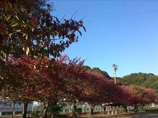 桜の紅葉は美しいと思いますか この時期 もみじやいちょうは大人 Yahoo 知恵袋