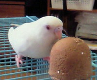 手乗りインコ鳴き声の意味行動の意味 インコの ギャギャギャ という鳴き Yahoo 知恵袋