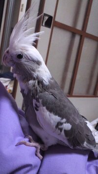 生後2ヶ月半位のオカメインコを飼っています良くなついてくれてるのです Yahoo 知恵袋