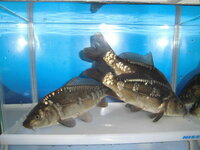 鏡鯉か教えて下さい 写真のこのドイツ鯉は鏡鯉でしょうか 教えて Yahoo 知恵袋