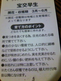 いちごで二年目以降の方がたくさん収穫できる品種があるのですか いちごは二 Yahoo 知恵袋