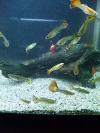 グッピーを飼育し始めて初めて稚魚が生まれたんですけど 稚魚ってやっぱ Yahoo 知恵袋