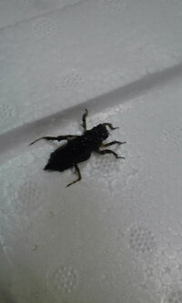 先日 会社にある池の掃除をしてたらヘドロの中から１センチ位の生き物が Yahoo 知恵袋