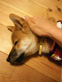柴犬のシャンプー断られました 外飼いの柴犬１歳 のシャンプーを断られてし Yahoo 知恵袋