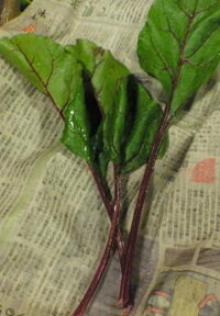 赤 紫 の茎の野菜 この野菜が送られてきたのですが名称がわかりません 赤茎 Yahoo 知恵袋