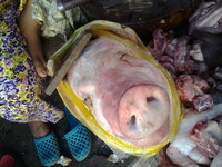 アロワナは 食べれますか 家で飼っているアロワナが 大きくなりす Yahoo 知恵袋