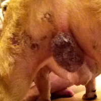 柴犬の睾丸が ただれた様になります 今は かさぶた の様な状態でひび割れた様に Yahoo 知恵袋