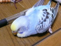 セキセイインコの寝る体勢について質問します セキセイインコは Yahoo 知恵袋