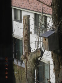 １５メートルくらいの庭の朴の木を上から１０メートル位の所で 切断しま Yahoo 知恵袋